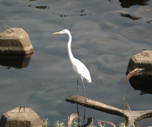 町の鳥「しらさぎ」の画像