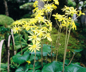 町の花「つわぶき」の画像