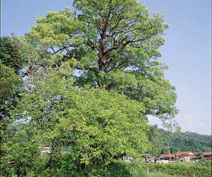 町の木「くすのき」の画像