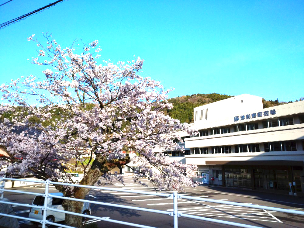 sakura