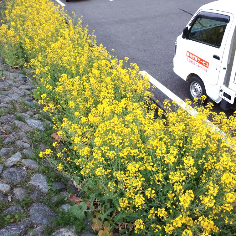 今日の一枚～菜の花 | 津和野町