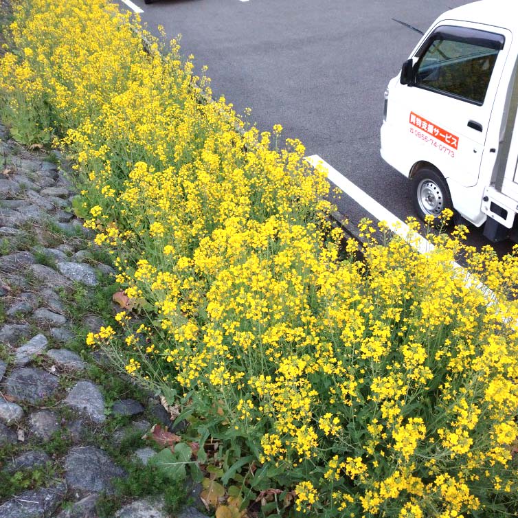 今日の一枚～菜の花