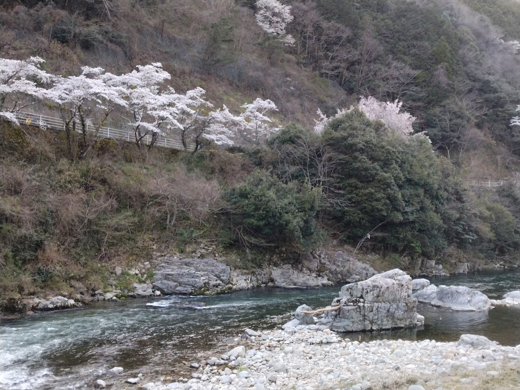 今日の一枚～桜